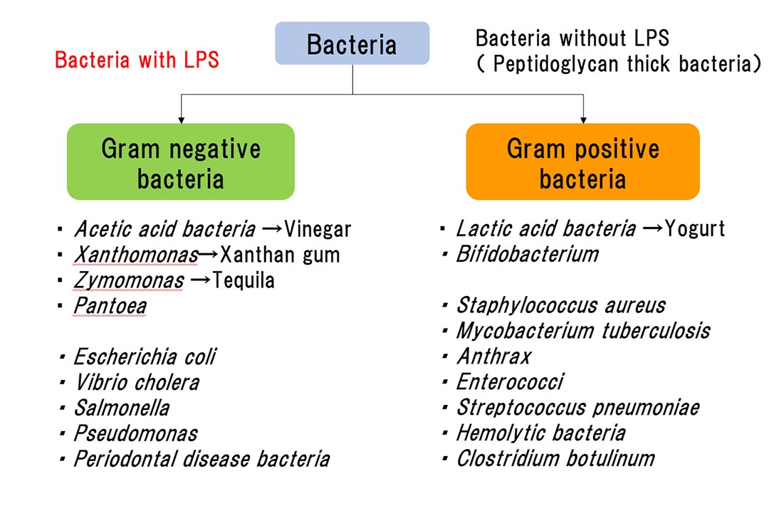 Gram Negative Bacteria List Characteristics Types Video Lesson My XXX 