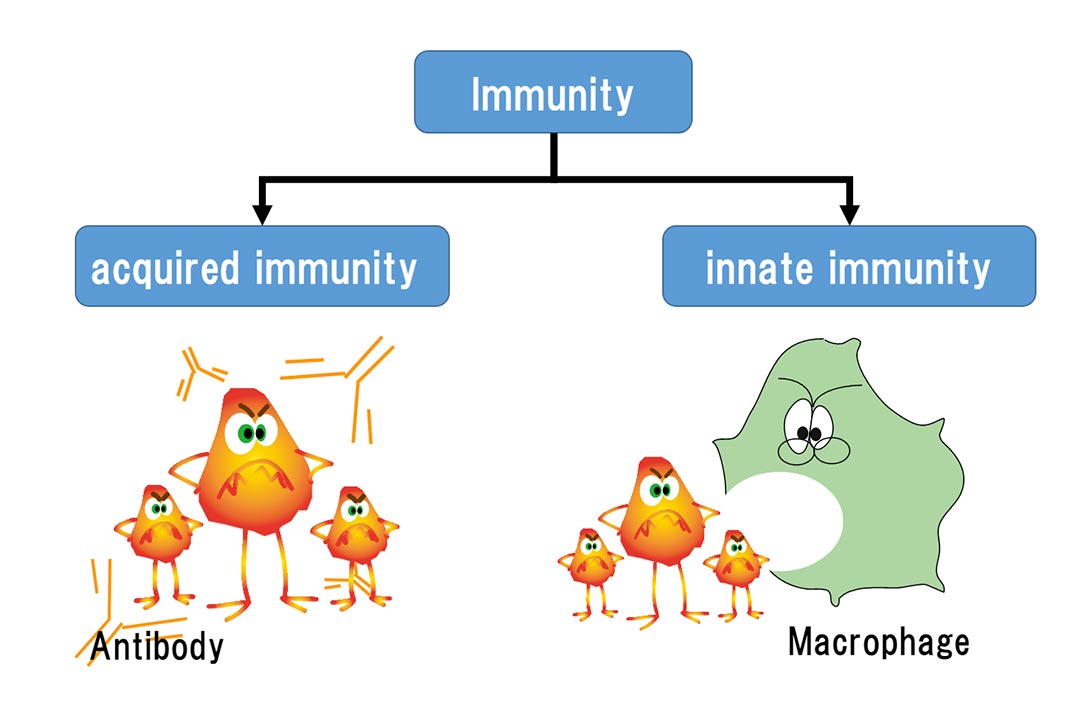 Innate And Acquired Immunity What s LPS Macrophi Inc LPS 