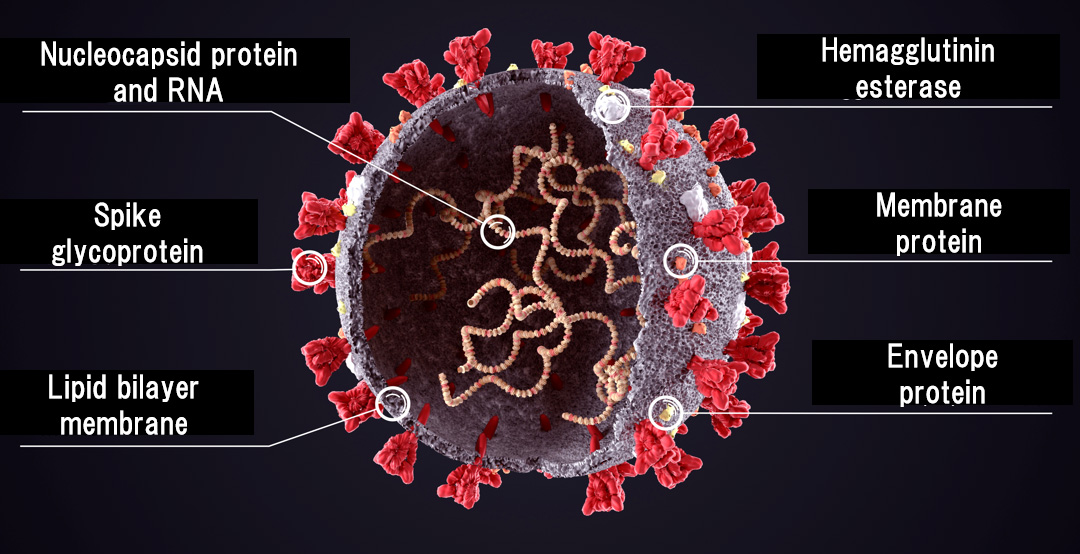 SARS CoV 2 And Cytokine Storms What s LPS Macrophi Inc LPS Material Innate Immunity R D