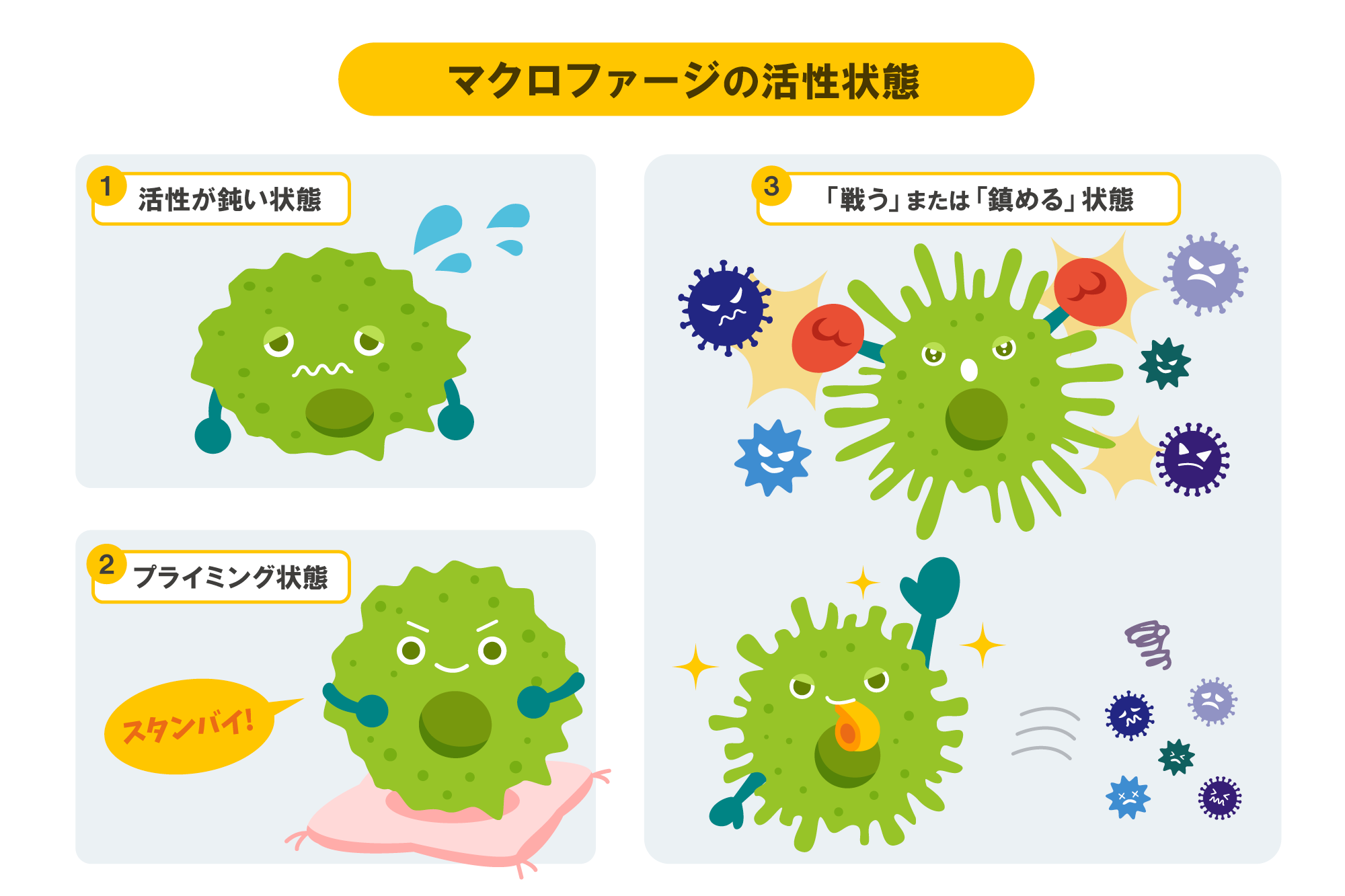 免疫細胞 マクロファージ の働き方とは 活性化された時の嬉しい効果もご紹介 やさしいlps