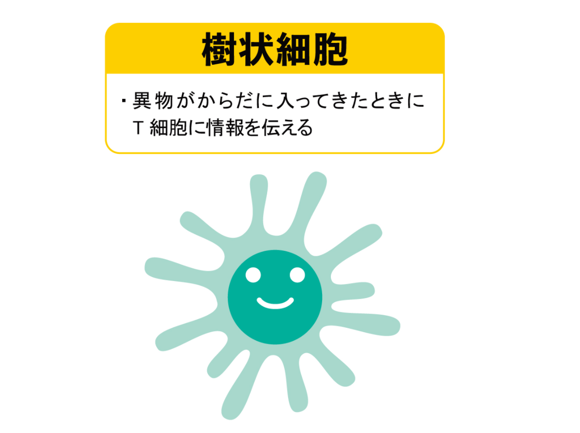 免疫力をつかさどるのは白血球 免疫細胞の働きや免疫力を高める方法もご紹介 やさしいlps