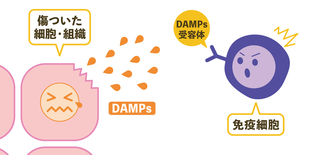 免疫と炎症の関係とは？体を守るためにどんな炎症反応が起こっているのか解説します！ やさしいlps