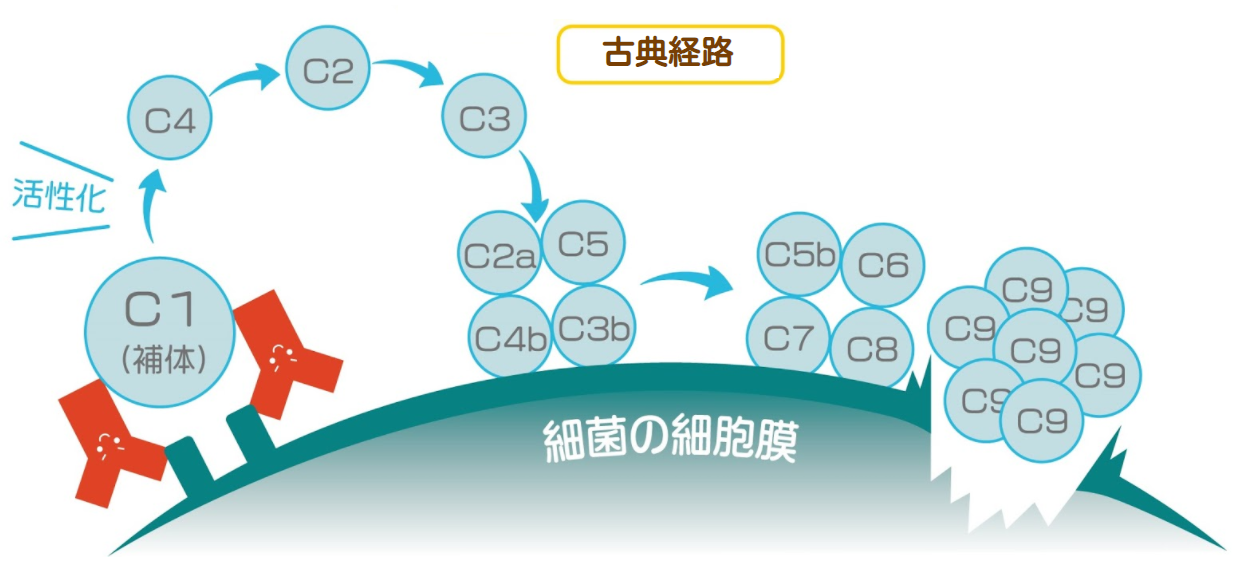 補体って何 免疫における補体の働きや活性化の仕方を詳しく解説 やさしいlps