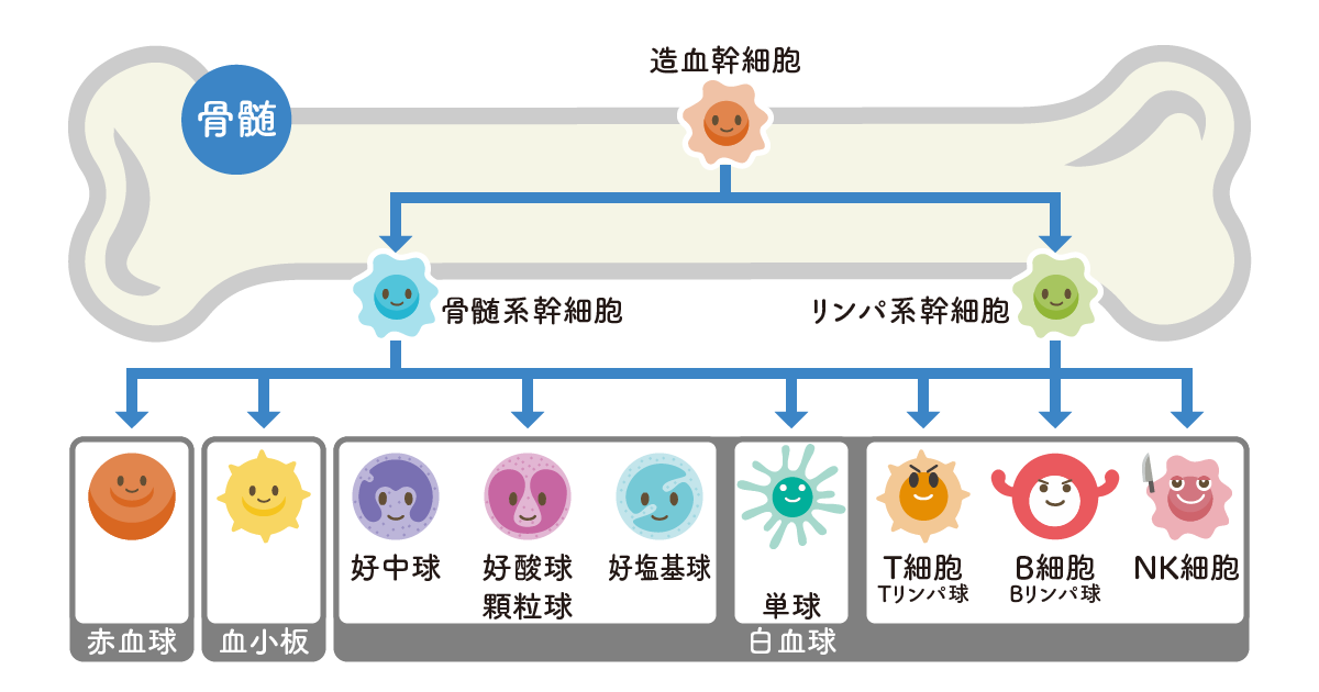 免疫は胸腺や骨髄から生まれている どのようにつくられるの 免疫力低下には胸腺の老化が関係している やさしいlps